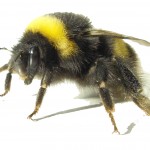 Bumblebee2-150x150