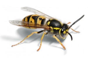 wasp2-300x199