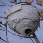 waspnest2-150x150