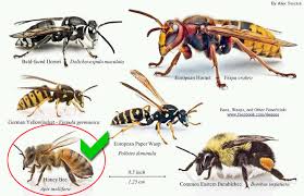 Additional Services Chart Of Honey Bees