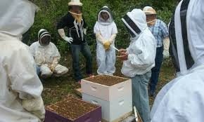 Beginners Beekeeping Course